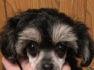 Toy Poodle dogs Tiny Mazie - Ad 25