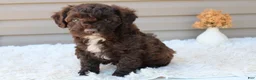 Cavapoo dogs for sale: Jasper - Ad 13