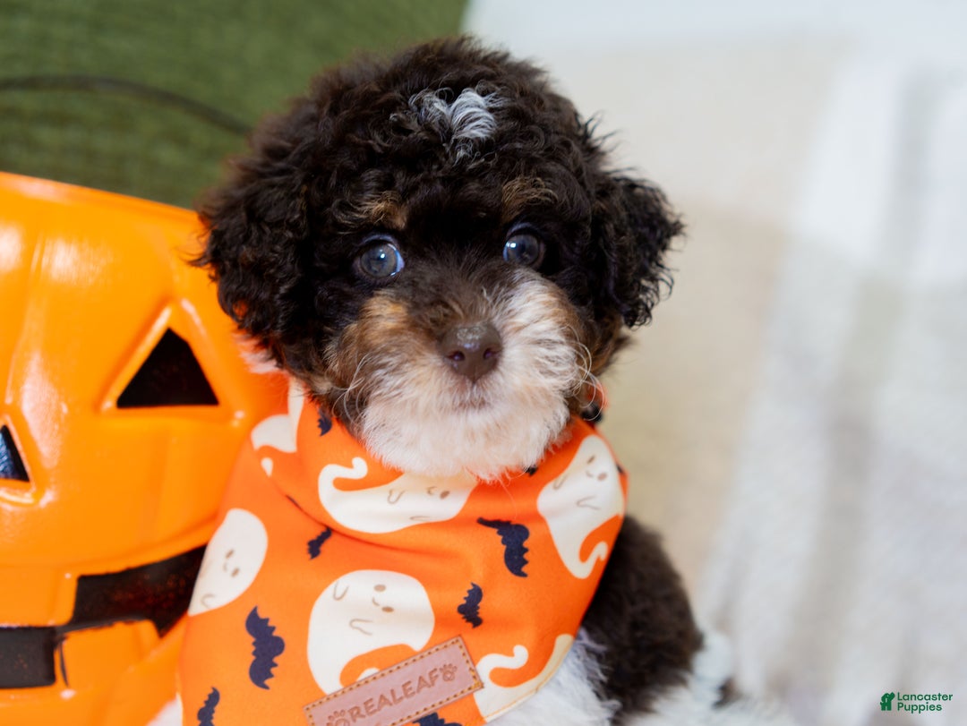 Miniature Poodle dogs for sale: Betty - Ad 14