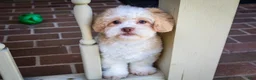 Shihpoo dogs for sale: Sullivan - Ad 6
