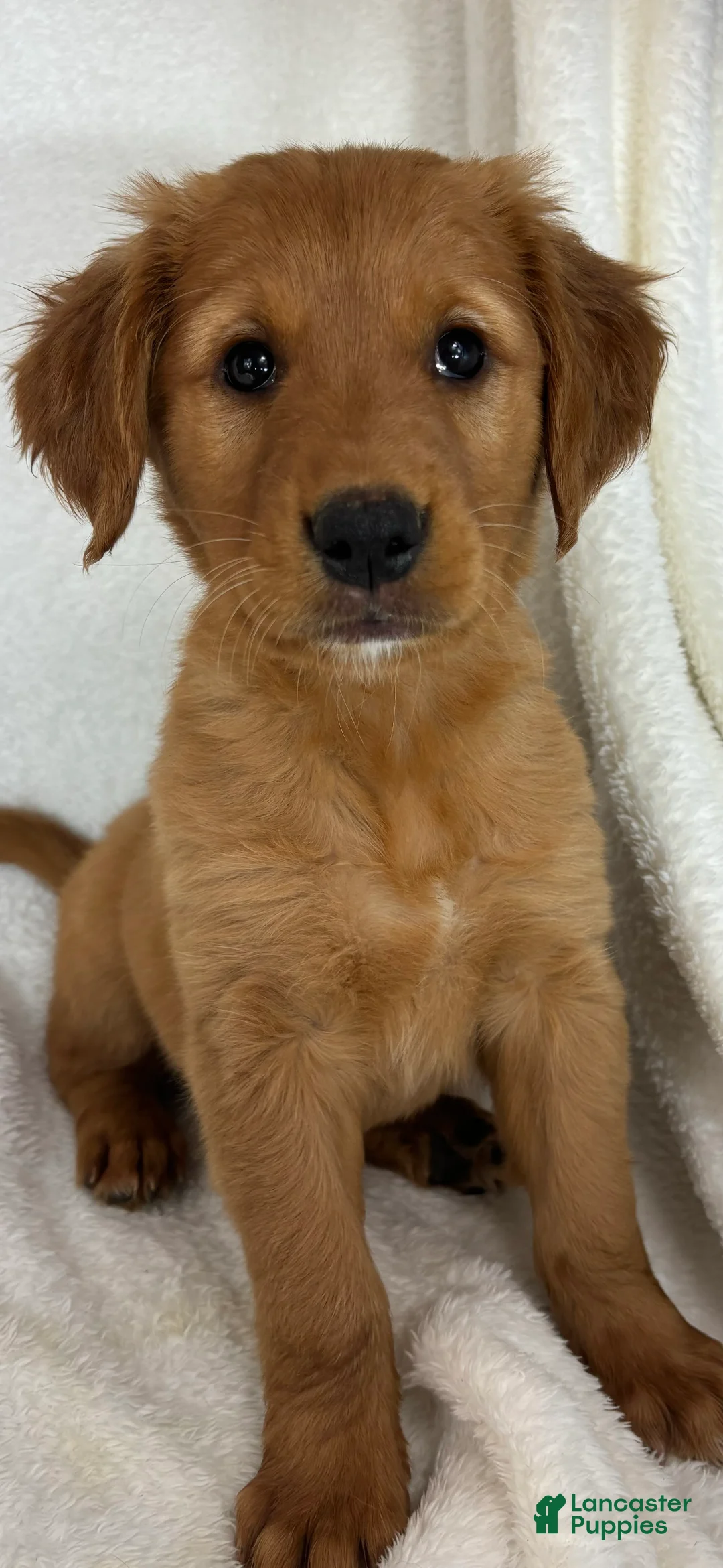 Golden Retriever dogs for sale: Gloria - Ad 2