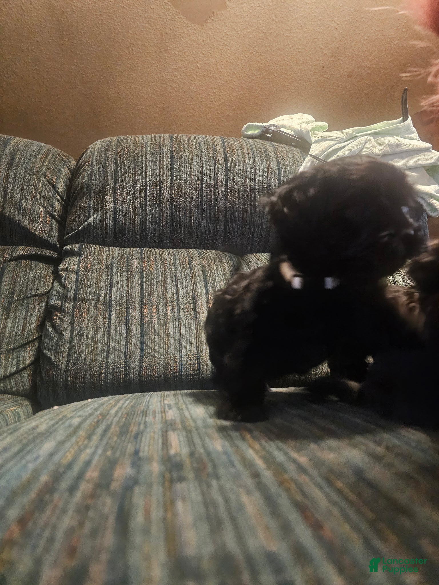 Shorkie dogs for sale: Shorkie Puppy 3 - Ad 1