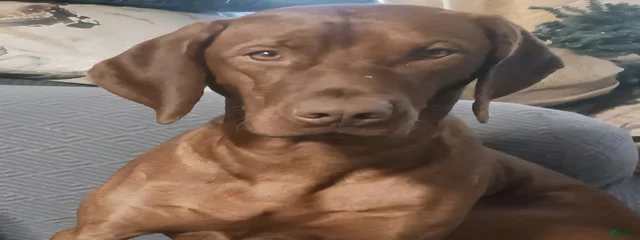 Roux