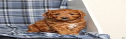 Cavapoo dogs for sale: BJ's Uncle - Ad 6