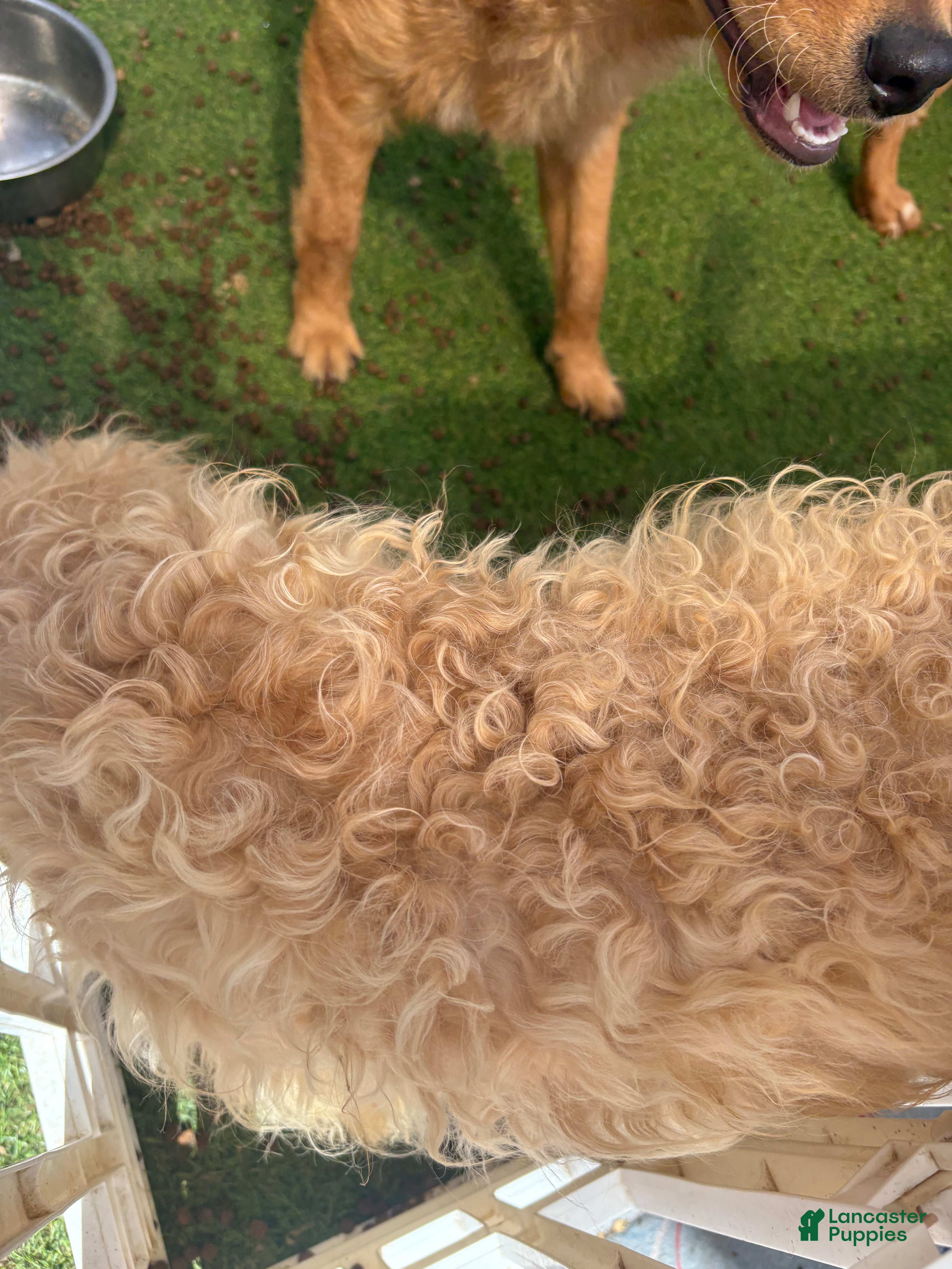 Goldendoodle dogs Honey - Ad 2
