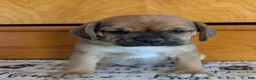 Puggle dogs for sale: Kenny  - Ad 6