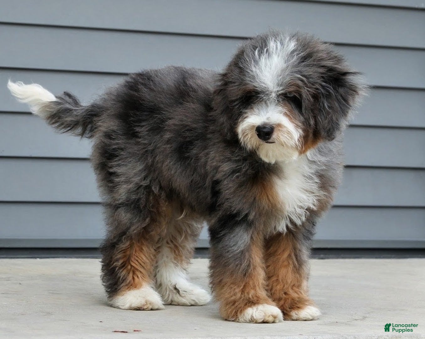 Mixed Breed dogs 🌟 PREMIUM HEALTH-TESTED F1B MINI BERNEDOODLE MALE AVAILABLE 🌟 - Ad 27