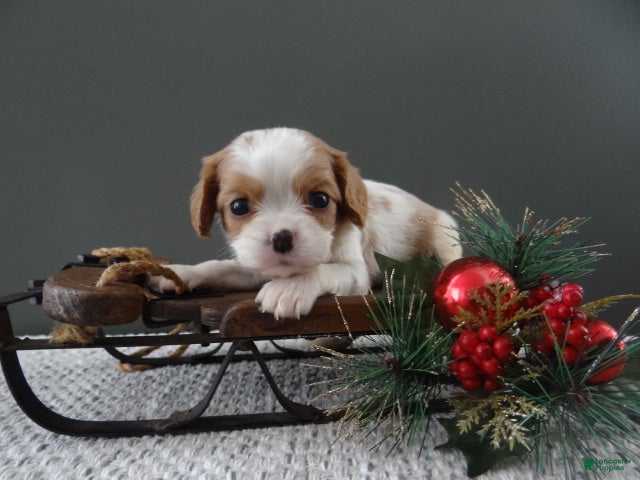 Cavalier King Charles Spaniel dogs Rena - Ad 37