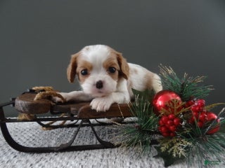 Cavalier King Charles Spaniel dogs Rena - Ad 27