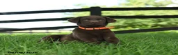 Labrador Retriever dogs for sale: Nova - Ad 2