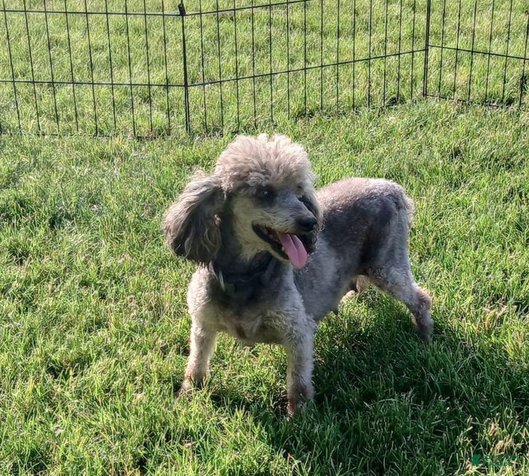 Miniature Poodle dogs for sale: Penny  - Ad 3