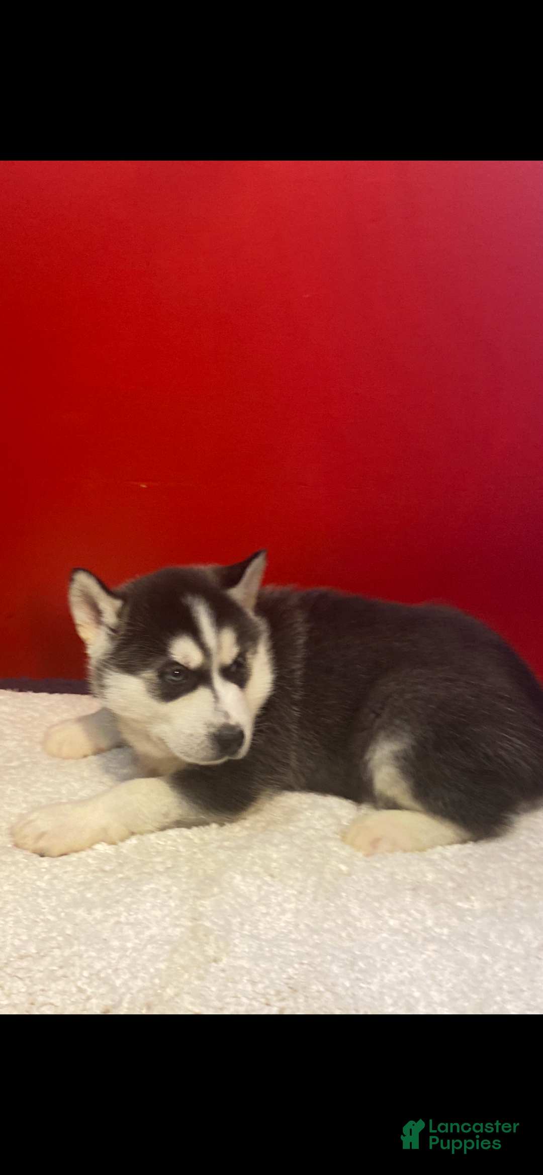 Siberian Husky dogs for sale: Oscar - Ad 4