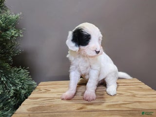 Mini Bernedoodle dogs Sparkle - Ad 19