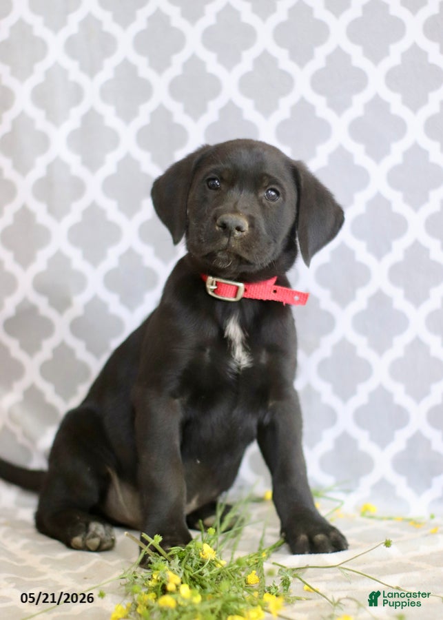Mixed Breed dogs Richard - Ad 1