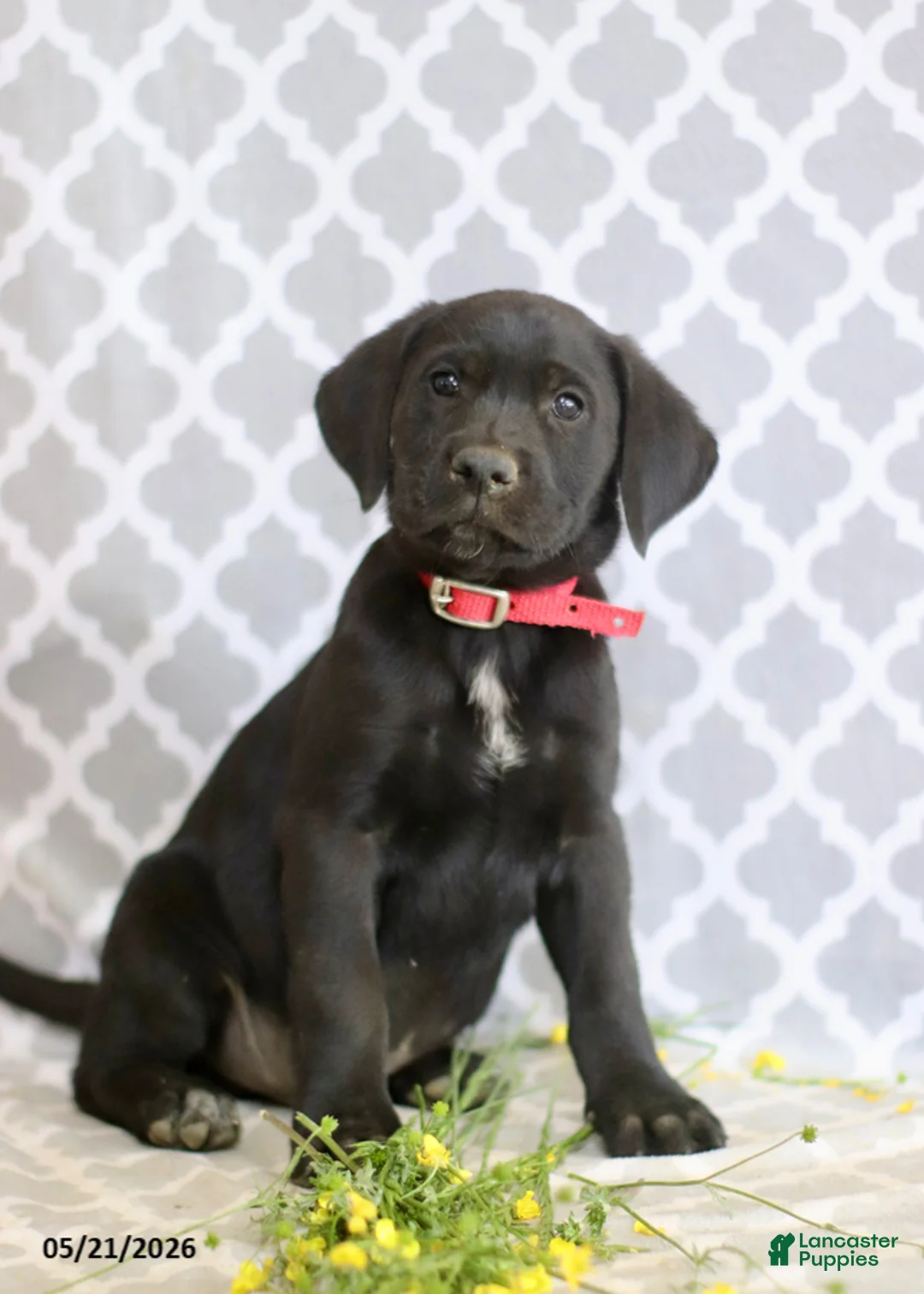 Mixed Breed dogs for sale: Richard - Ad 1