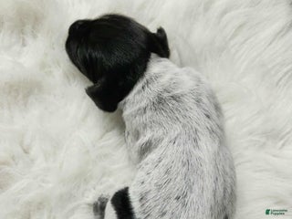 German Shorthaired Pointer dogs - Ad 3