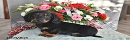 Miniature Dachshund dogs for sale: Jace - Ad 1