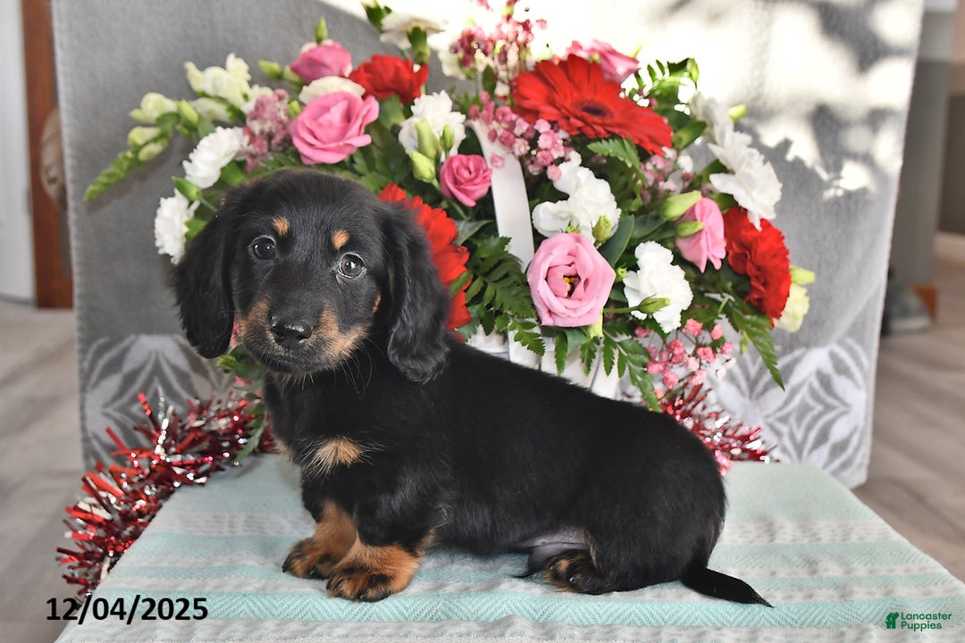 Miniature Dachshund dogs for sale: Jace - Ad 1