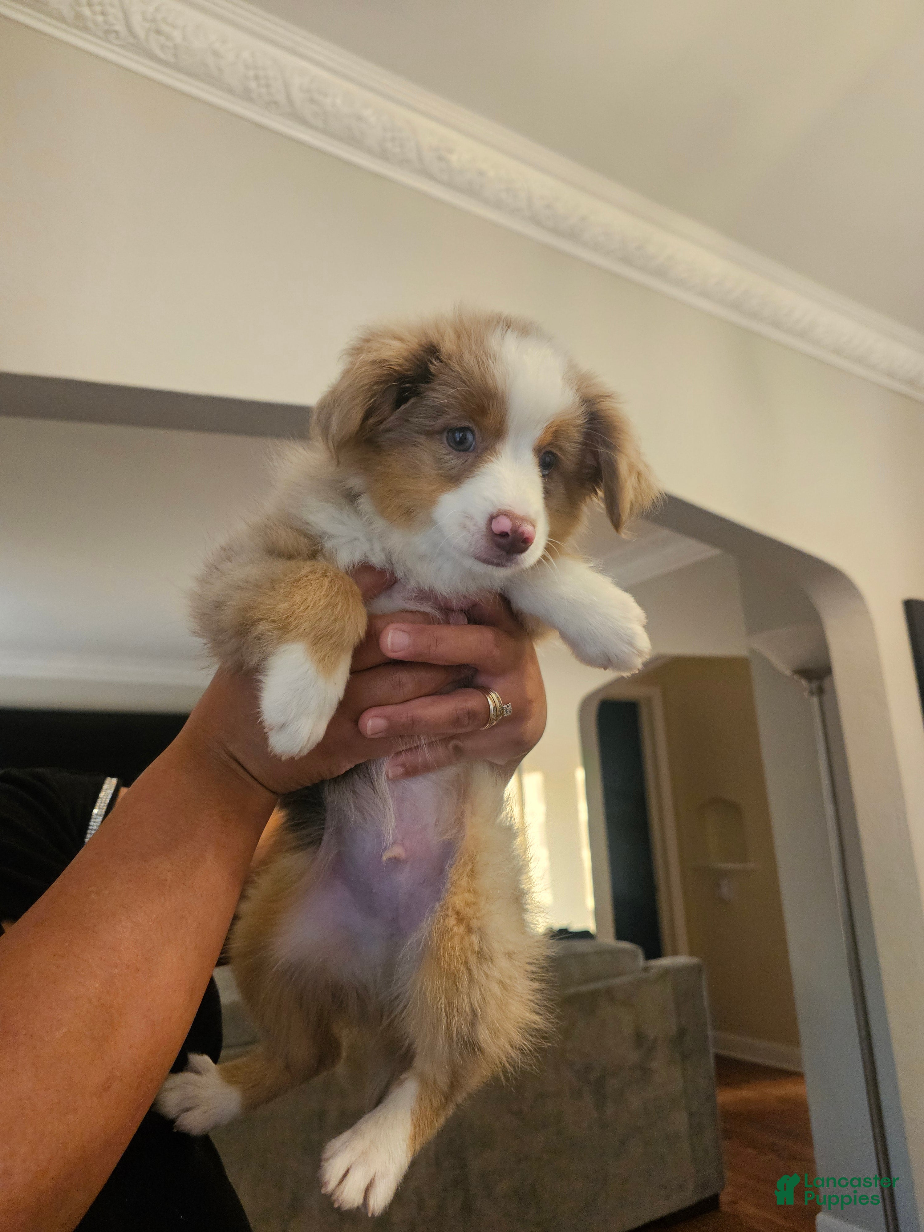 Australian Shepherd