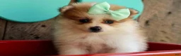 Pomeranian dogs for sale: Frankie 🐶 - Ad 20