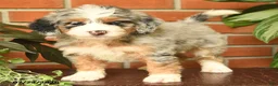 Bernedoodle dogs for sale: Jasmine - Ad 3