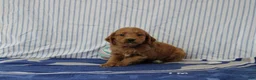 Mini Goldendoodle dogs for sale: Max - Ad 3