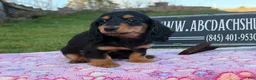 Miniature Dachshund dogs for sale: Russian - Ad 7