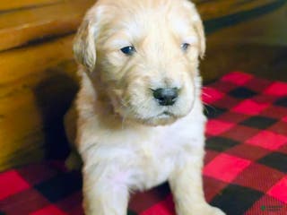 Golden Retriever dogs for sale: Charlie - Ad 2