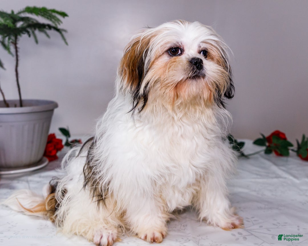Shih Tzu dogs for sale: Keturah - Ad 10