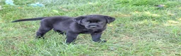 Labrador Retriever dogs for sale: Marshall - Ad 5