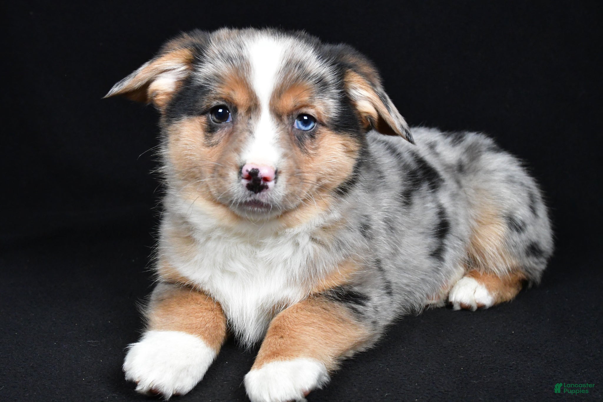 Mixed Breed dogs Cassidy - Ad 1