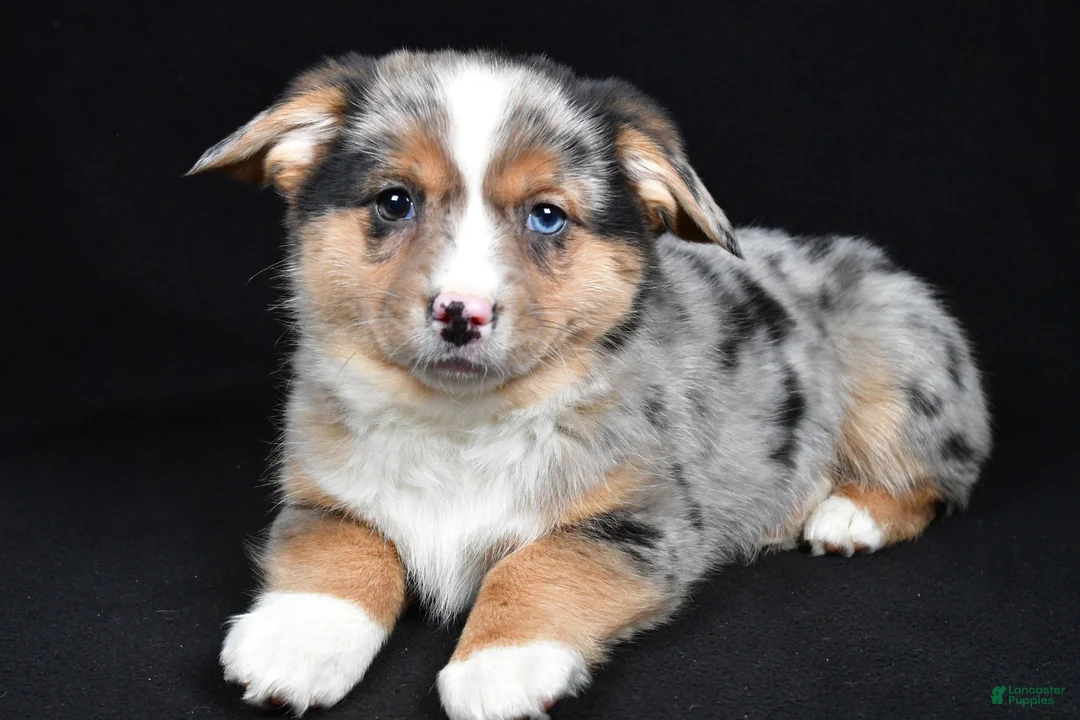 Mixed Breed dogs for sale: Cassidy - Ad 1