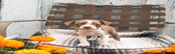 Boston Terrier dogs for sale: Poppy - Ad 5