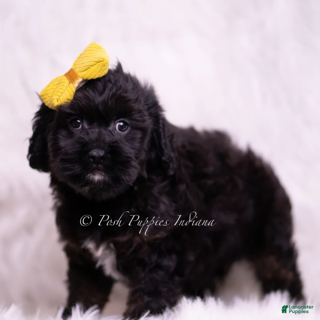 Cavapoo dogs for sale: Jax - Ad 2