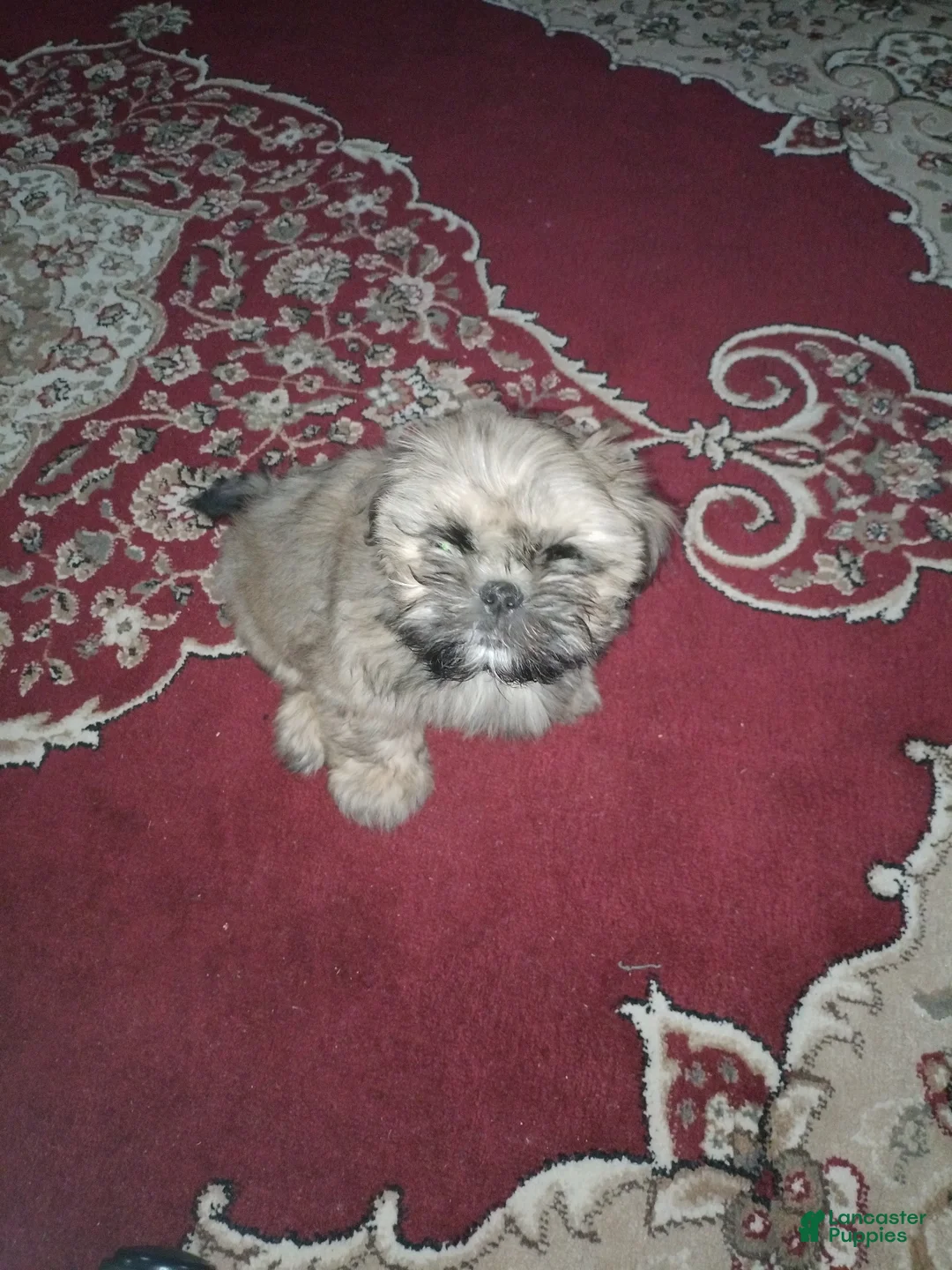Shih Tzu dogs for sale: Shih Tzu Puppy 1 - Ad 2