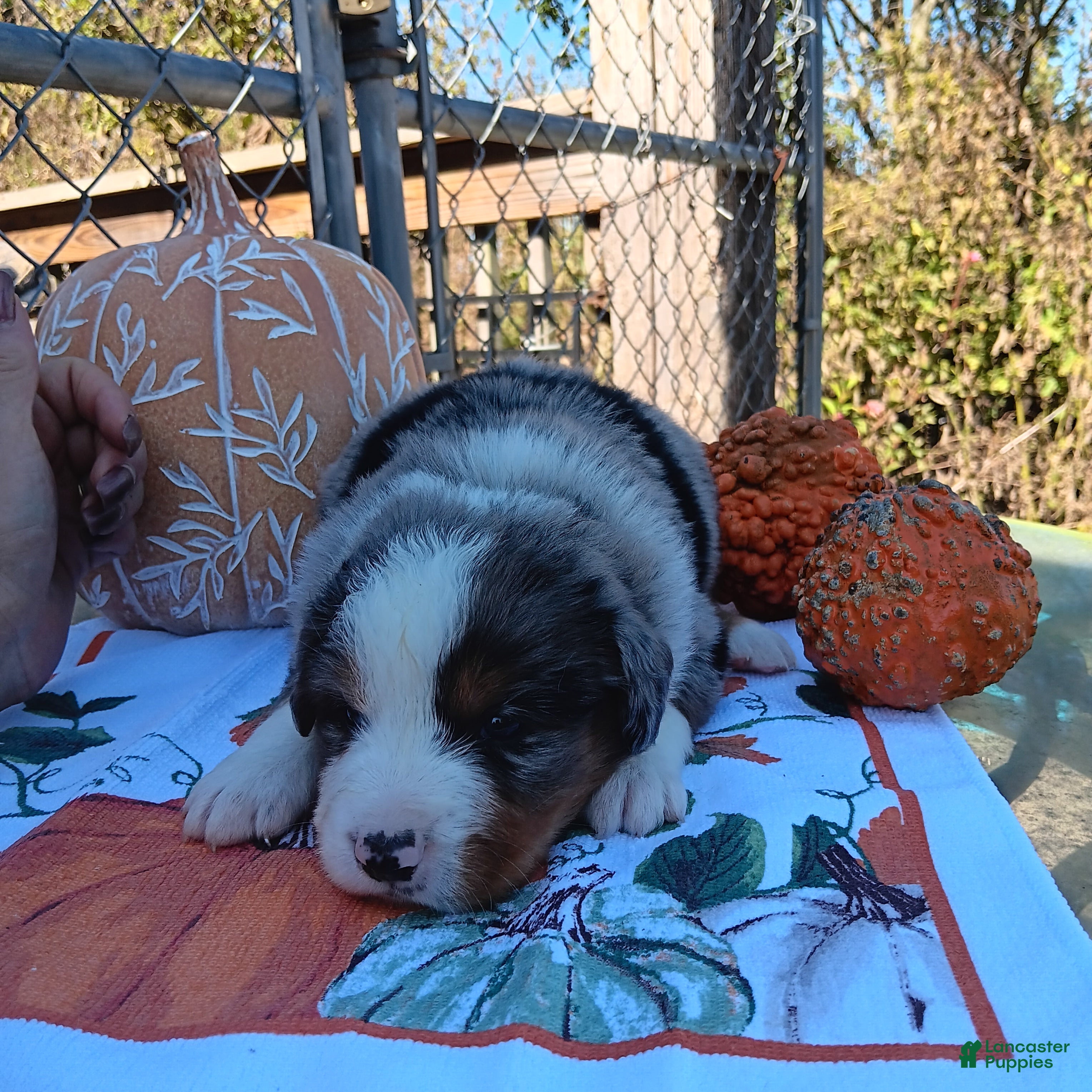 Australian Shepherd dogs max - Ad 28
