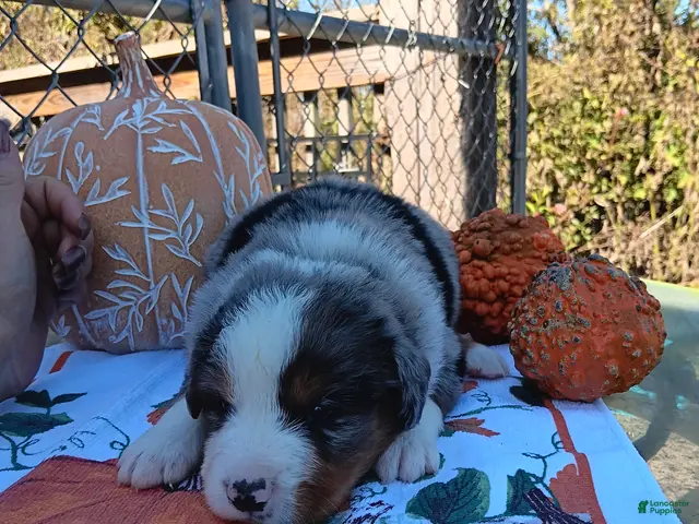 Australian Shepherd dogs for sale: max - Ad 38