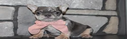 French Bulldog dogs for sale: AKC Bella - Ad 10