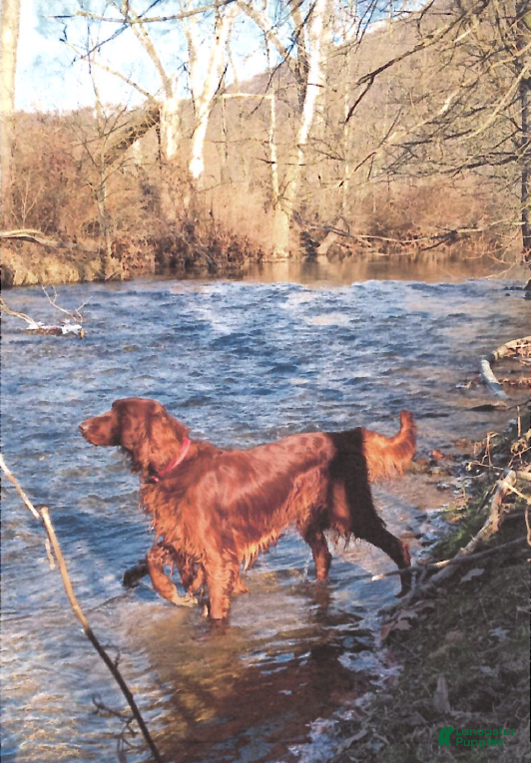 Irish Setter dogs for sale: Beacon - Ad 7