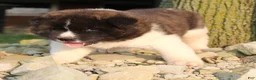 Akita dogs for sale: Akita 2 - Ad 5