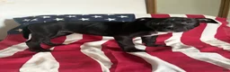 American Bully dogs for sale: American Bully 6 (willow) - Ad 3