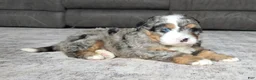 Mini Bernedoodle dogs for sale: Mini Shadow - Ad 13