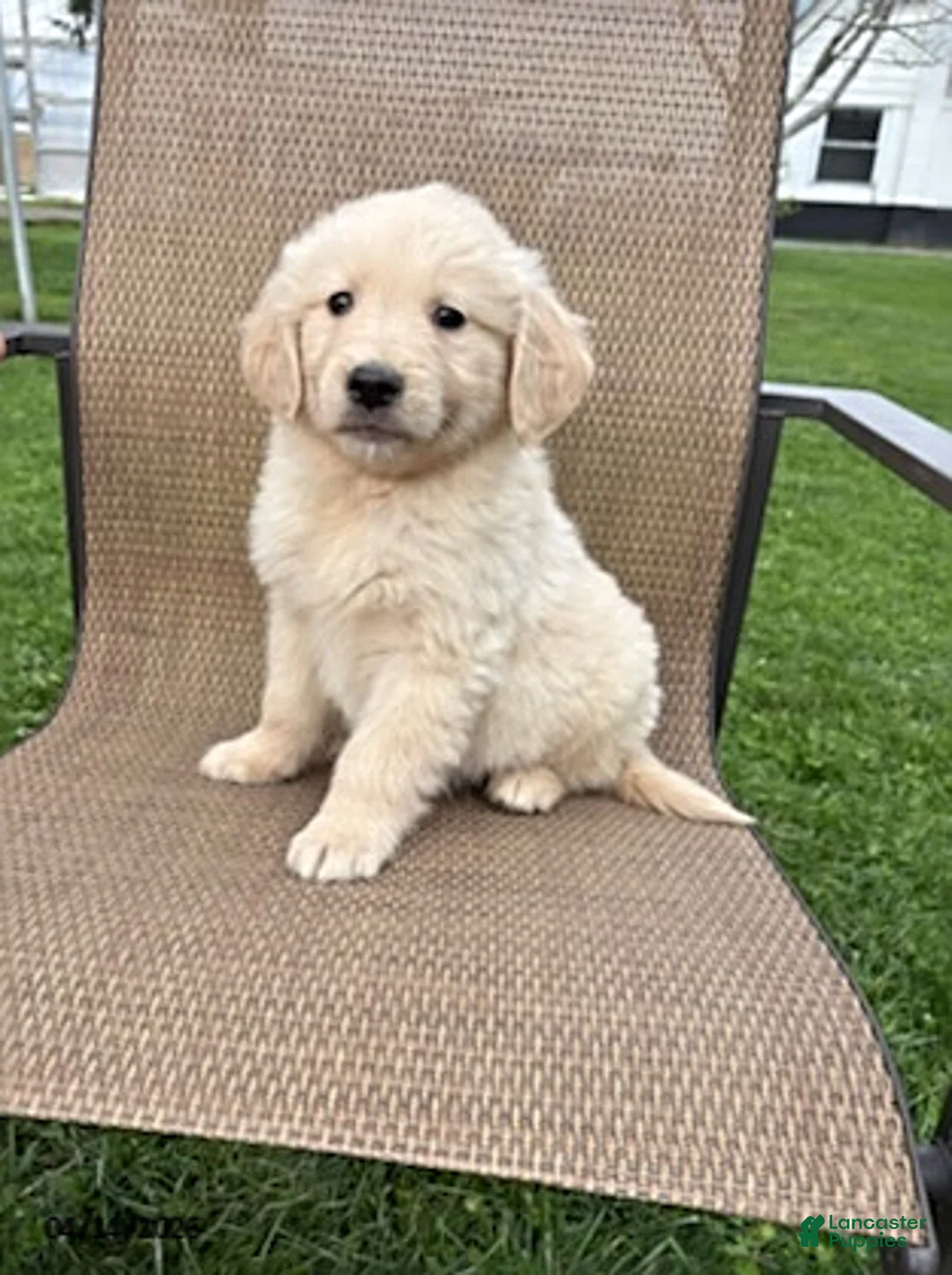 Golden Retriever dogs for sale: Rascal - Ad 2