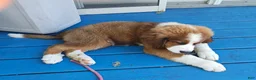 Mixed Breed dogs for sale: Marley - Ad 68