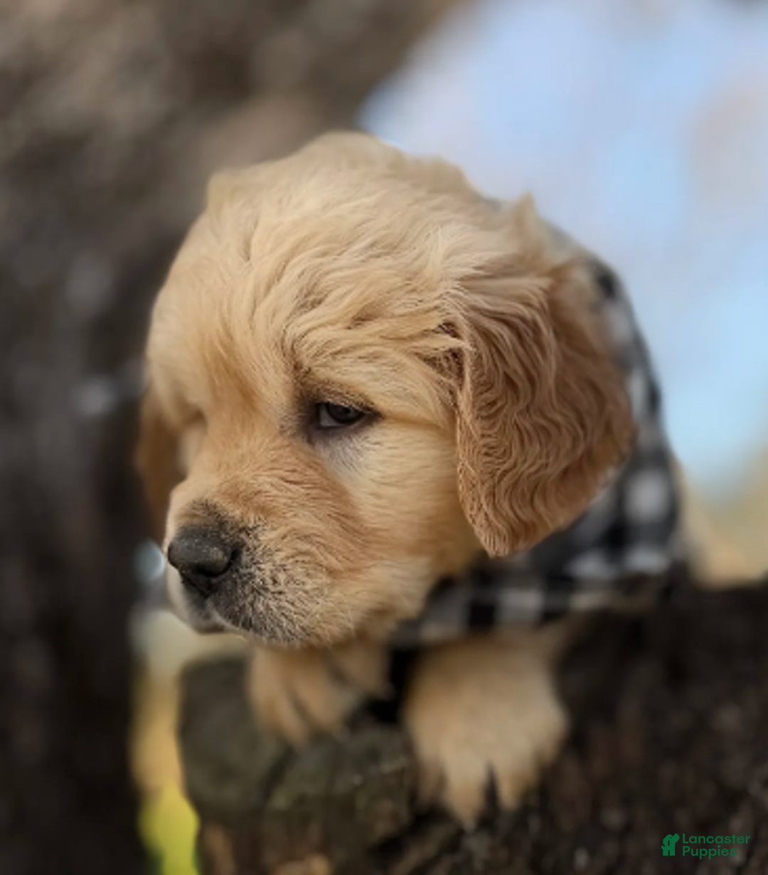 Golden Retriever dogs for sale: Nicholas - Ad 4