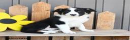 Border Collie dogs for sale: Matilda - Ad 2