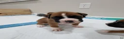 Boxer dogs for sale: DAYELA - Ad 3