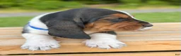 Basset Hound dogs for sale: Oscar - Ad 4