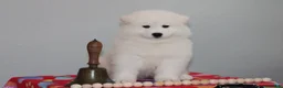 Samoyed dogs for sale: Anthem - Ad 3