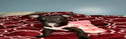 Chihuahua dogs for sale: 💞Chihuahua💞 - Ad 7